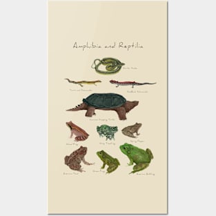 Amphibians and Reptiles Posters and Art